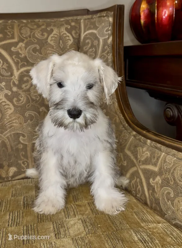 Platinum Boy – Miniature Schnauzer puppy for sale in The Rock, GA