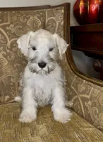 Platinum Boy, a male Miniature Schnauzer for sale in The Rock, GA – 1 of 6
