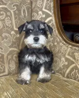 Black & Silver Girl, a female Miniature Schnauzer for sale in The Rock, GA – 3 of 5