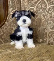 Black Parti Boy #1, a male Miniature Schnauzer for sale in The Rock, GA – 2 of 8