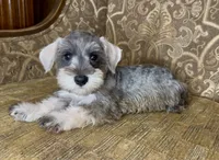 Salt & Pepper Boy, a male Miniature Schnauzer for sale in The Rock, GA – 4 of 7