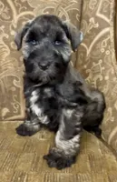 Blue eyed Dark S&P Boy #1, a male Miniature Schnauzer for sale in The Rock, GA – 6 of 7