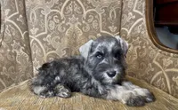 Blue eyed S&P Boy #2, a male Miniature Schnauzer for sale in The Rock, GA – 2 of 7