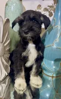 Black Tuxedo Boy 1, a male Miniature Schnauzer for sale in The Rock, GA – 5 of 8