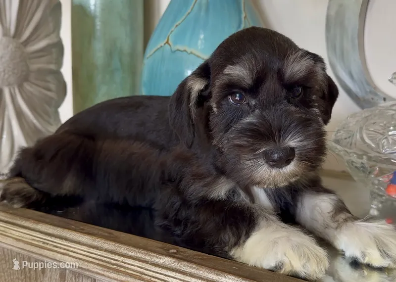 Black & Silver Girl – Miniature Schnauzer puppy for sale in The Rock, GA