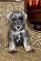 Blue eyed S&P Boy #2, a male Miniature Schnauzer for sale in The Rock, GA – 7 of 7