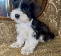 Black Parti Boy #2, a male Miniature Schnauzer for sale in The Rock, GA – 3 of 6