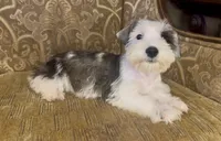 S&P Parti Girl, a female Miniature Schnauzer for sale in The Rock, GA – 2 of 5