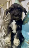 Black Tuxedo Boy 1, a male Miniature Schnauzer for sale in The Rock, GA – 2 of 8