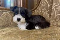 Black Parti Boy #2, a male Miniature Schnauzer for sale in The Rock, GA – 6 of 6