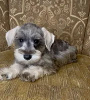 Salt & Pepper Boy, a male Miniature Schnauzer for sale in The Rock, GA – 2 of 7
