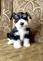 Black Parti Boy #1, a male Miniature Schnauzer for sale in The Rock, GA – 4 of 8