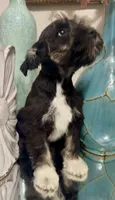 Black Tuxedo Boy 1, a male Miniature Schnauzer for sale in The Rock, GA – 6 of 8