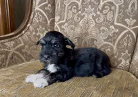 Black Tuxedo Boy 1, a male Miniature Schnauzer for sale in The Rock, GA – Photo 3 of 8
