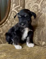 Black Tuxedo Boy 1, a male Miniature Schnauzer for sale in The Rock, GA – Photo 7 of 8