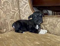 Black Tuxedo Boy 1, a male Miniature Schnauzer for sale in The Rock, GA – Photo 6 of 8