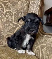Black Tuxedo Boy 1, a male Miniature Schnauzer for sale in The Rock, GA – Photo 4 of 8