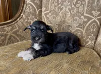 Black Tuxedo Boy 1, a male Miniature Schnauzer for sale in The Rock, GA – Photo 8 of 8