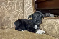 Black Tuxedo Boy 1, a male Miniature Schnauzer for sale in The Rock, GA – Photo 5 of 8