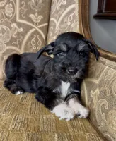 Black Tuxedo Boy 1, a male Miniature Schnauzer for sale in The Rock, GA – Photo 1 of 8