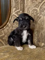 Black Tuxedo Boy 1, a male Miniature Schnauzer for sale in The Rock, GA – Photo 2 of 8