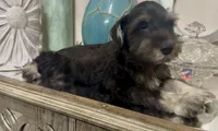 Black & Silver Boy 3, a male Miniature Schnauzer for sale in The Rock, GA – 4 of 8