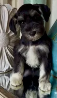 Black & Silver Girl, a female Miniature Schnauzer for sale in The Rock, GA – 6 of 8