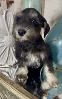 Black & Silver Boy 3, a male Miniature Schnauzer for sale in The Rock, GA – 8 of 8
