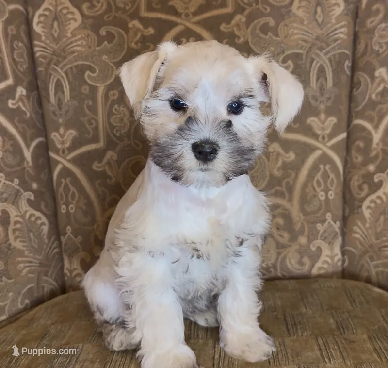 Platinum S&P Girl #1