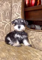 Black & Silver Girl, a female Miniature Schnauzer for sale in The Rock, GA – 5 of 5