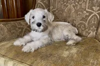 Platinum Boy, a male Miniature Schnauzer for sale in The Rock, GA – 2 of 6