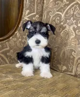 Black Parti Boy #1, a male Miniature Schnauzer for sale in The Rock, GA – 1 of 8