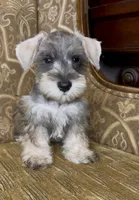 Salt & Pepper Boy, a male Miniature Schnauzer for sale in The Rock, GA – 5 of 7
