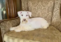 White Chocolate Girl, a female Miniature Schnauzer for sale in The Rock, GA – Photo 3 of 8