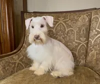 White Chocolate Girl, a female Miniature Schnauzer for sale in The Rock, GA – Photo 7 of 8