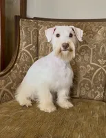 White Chocolate Girl, a female Miniature Schnauzer for sale in The Rock, GA – Photo 2 of 8