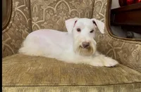 White Chocolate Girl, a female Miniature Schnauzer for sale in The Rock, GA – Photo 8 of 8