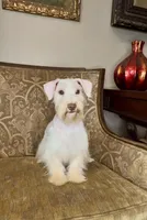 White Chocolate Girl, a female Miniature Schnauzer for sale in The Rock, GA – Photo 5 of 8