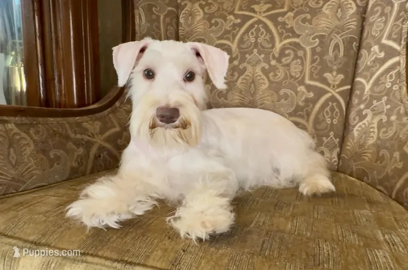 White Chocolate Girl, a female Miniature Schnauzer for sale in The Rock, GA – Photo 1 of 8