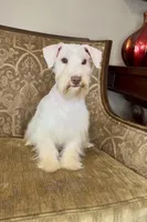 White Chocolate Girl, a female Miniature Schnauzer for sale in The Rock, GA – Photo 4 of 8