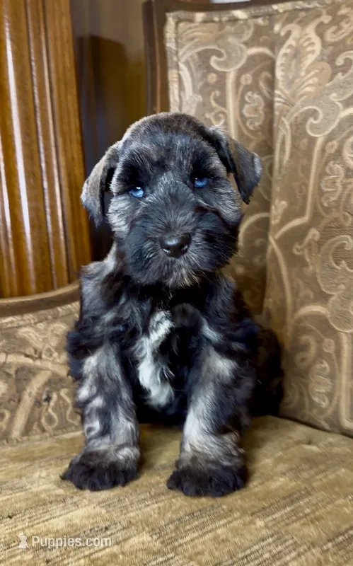 Blue eyed Dark S&P Boy #1 – Miniature Schnauzer puppy for sale in The Rock, GA