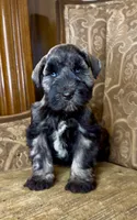 Blue eyed Dark S&P Boy #1, a male Miniature Schnauzer for sale in The Rock, GA – 1 of 7
