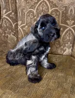 Blue eyed Dark S&P Boy #1, a male Miniature Schnauzer for sale in The Rock, GA – 5 of 7