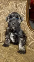 Blue eyed Dark S&P Boy #1, a male Miniature Schnauzer for sale in The Rock, GA – 4 of 7