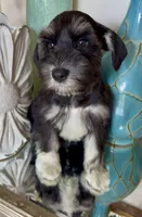 Black & Silver Girl, a female Miniature Schnauzer for sale in The Rock, GA – 2 of 8