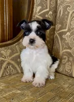 Blue eyed Black Parti Runt Boy, a male Miniature Schnauzer for sale in The Rock, GA – Photo 7 of 7