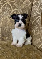 Blue eyed Black Parti Runt Boy, a male Miniature Schnauzer for sale in The Rock, GA – Photo 5 of 7