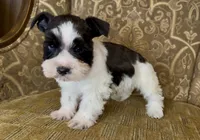 Blue eyed Black Parti Runt Boy, a male Miniature Schnauzer for sale in The Rock, GA – Photo 3 of 7