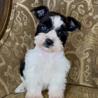 Blue eyed Black Parti Runt Boy, a male Miniature Schnauzer for sale in The Rock, GA – Photo 4 of 7