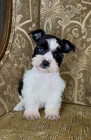 Blue eyed Black Parti Runt Boy, a male Miniature Schnauzer for sale in The Rock, GA – Photo 4 of 7